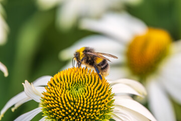 Wall Mural - A closeup shot of a bee collecting pollen on a white echinacea flower