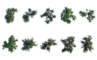 Wall Mural - tree top view plant landscape architecture nature garden aerial render. trees branch isolate collect