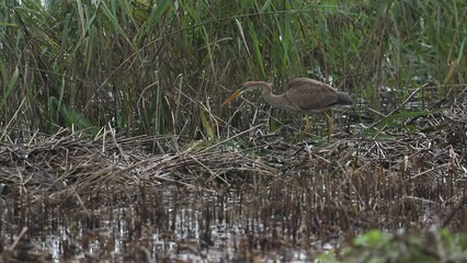 Poster - A rare Purple Heron, Ardea purpurea, hunting for food in a reed bed growing at the edge of a lake.