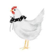 White Chicken Watercolor Drawing Cartoon. Illustration Of A Mother Hen Wearing A Vintage Collar. Cute Bird Without Background. For Children's Educational Cards And Textile Printing.