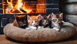 Gatitos bebé acostados en camita para gato recibiendo el calor de una chimenea