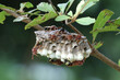 Hornet's nest on the tree, poisonous insects
