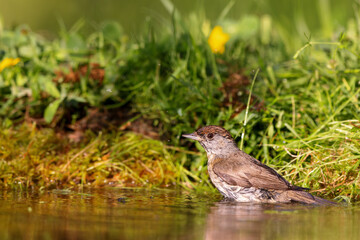 Poster - Eurasian blackcap (Sylvia atricapilla) sitting at a pond in spring.