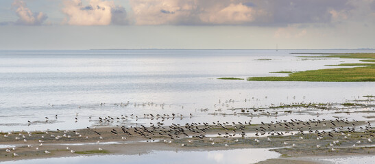 Wall Mural - Groups of oystercatcher and black-headed gulls resting in the wadden sea at high tide on Juist, East Frisian Islands, Germany.