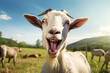 a cute goat is laughing