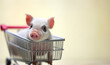 Real pig in shopping cart. Fresh pork meat concept. Animal industry concept copy space