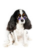 Portrait of funny dog in purple sunglasses