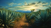 Image Capturing A Pathway Stretching Into A Field Filled With Agave Plants.