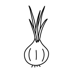 Wall Mural - Doodle picture of onion. Hand drawn vector illustration.