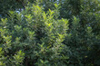 carob tree. branches and leaves. Ceratonia siliqua. keci boynuzu.