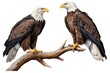Generative AI : A close view of two adult eagles sharing a branch in close proximity high up a tree