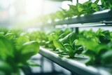 Fototapeta  - Agro-Tech Farms - High-tech vertical farm growing leafy greens, demonstrating agriculture technology and food innovation - AI Generated