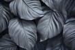© JAYDESIGNZ - Textures of abstract silver leaves for tropical leaf background. Flat lay, dark nature concept, tropical leaf
