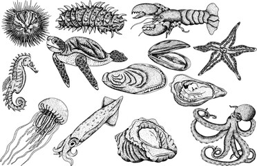 Hand drawn set with underwater creatures. Vector sea life, seafood in engraving style