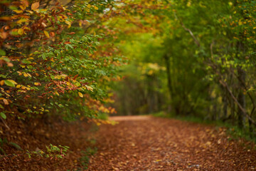 Wall Mural - Autumn landscape with forest road covered in leaves