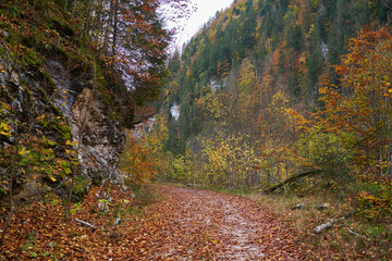 Wall Mural - Autumn landscape with forest road covered in leaves