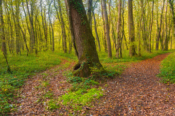 Wall Mural - Path in a bright morning forest