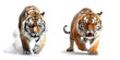 Tiger attack. Illustration with a big cat. Generative AI illustration.