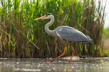 Wall Mural - grey heron (Ardea cinerea)