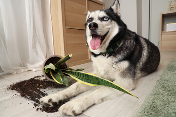 Sticker - Naughty Husky dog and fallen flowerpot in living room