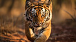 A tigress roaming in Plench National Park on a safari
