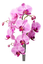 Pink Orchid Isolated On White Background,orchid, Flower, Pink, Beauty, Nature, Blossom, Flowers, Purple, Plant, Bloom, Isolated, Branch, Tropical, Petal, Phalaenopsis, Flora, Floral, Violet, Color, Be