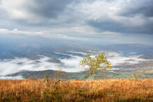 Lonely Birch Tree And Morning Fog In Autumn Mountains. Landscape Photography