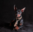 black and tan miniature pinscher puppy with a golden hip-hop pendant crossed his legs on a black background