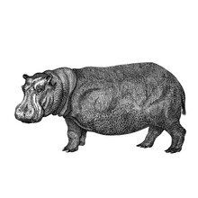 Hippopotamus, An Illustration Created In A Vintage Engraving Style, On A White Background With A Clipping Path.