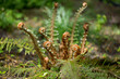 Paprotnik szczecinkozębny, Polystichum setiferum, młode pędy paproci