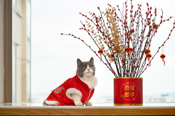 Wall Mural - a cute cat with traditional Chinese dress with a pot plant for new year the Chinese translation to English is Happy Chinese New Year