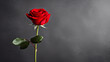 elegant red rose on a gray background, Valentine's Day