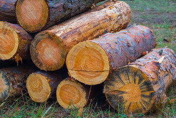 Wall Mural - closeup heap of fir tree log in forest, natural ecological background