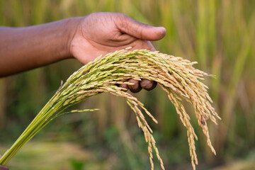 Farmer Hand-holding golden grain rice spike agriculture concepts