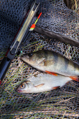 Common perch or European perch (Perca Fluviatilis) and common roach (Rutilus Rutilus) with float rod on black fishing net..