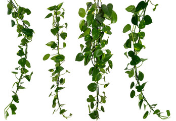 Fototapete - collection of Vine / Climbing plants - green leaves of hanging Epipremnum aureum / Araceae bush isolated - nature - forest - tropical jungle element - video compositing footage
