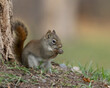 American red squirrel on grass in meadow