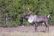 Bull endangered woodland caribou near forest