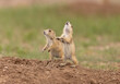 Black tailed prairie dog on grass and sand