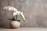 Fototapeta Las - white orchid in a pot with a grunge wall background with copyspace