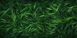 Green grasses close up grass blades wide background backdrop garden macro, generated ai