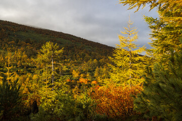 Wall Mural - Picturesque autumn landscape. Coniferous forest in the mountains. Yellowed autumn larch trees on a mountain slope. Travel and hiking in the wild. Beautiful northern nature. Fall season, September.