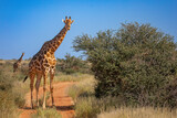 Fototapeta Sawanna - Kalahari Giraffe