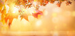 © paul - Autumn beech leaves decorate a beautiful nature bokeh background with glowing sunlight and blurred trees