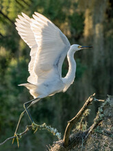 White Snowy Egret Spreading Its Wings To Take Off From A Tree Branch