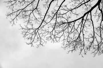 Wall Mural - Bare maple tree branches are under bright sky, abstract photo