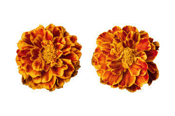 Wall Mural - Red orange marigold flower isolated on transparent background	