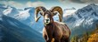 In Canada on a colorful day immersed in nature I had the pleasure of spotting the majestic Rocky Mountain Bighorn Sheep a magnificent mammal with its brown fur roaming freely in the BC wilde