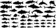 Big collection of freshwater fish silhouettes. Isolated vector illustrations