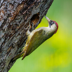 Wall Mural - Grünspecht (Picus viridis) Weibchen